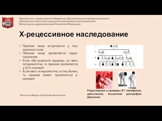 Родословная и примеры Ха: гемофилия, дальтонизм, мышечная дистрофия Дюшенна Х-рецессивное наследование Признак