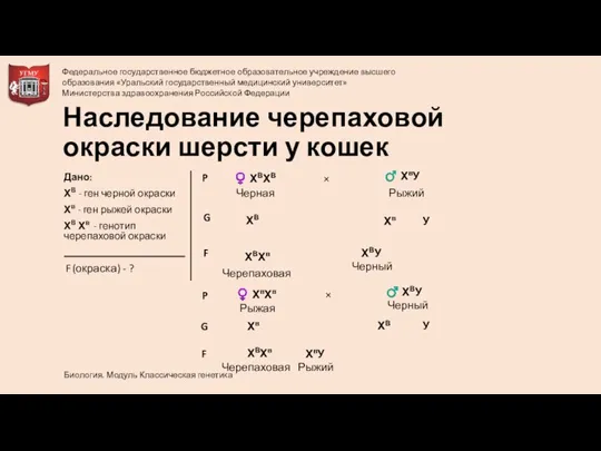 F Наследование черепаховой окраски шерсти у кошек Черный