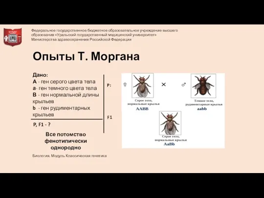 Все потомство фенотипически однородно Опыты Т. Моргана Дано: А - ген серого