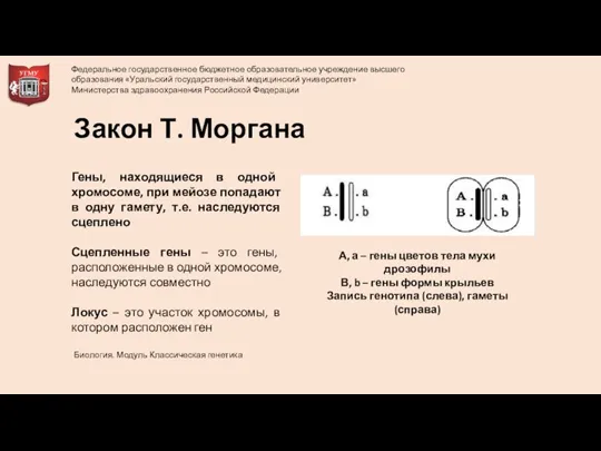 Гены, находящиеся в одной хромосоме, при мейозе попадают в одну гамету, т.е.