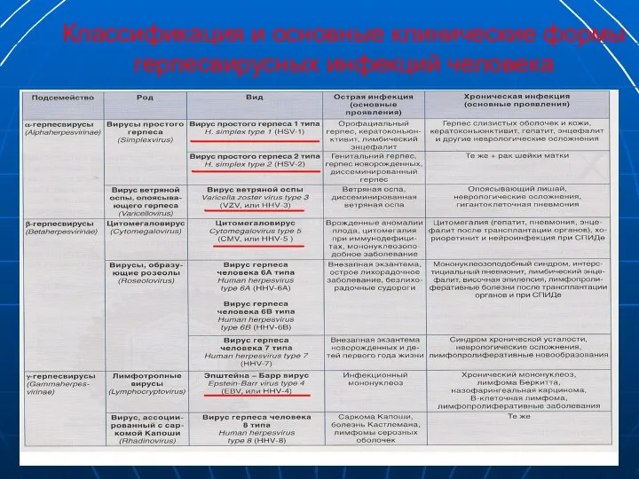 Классификация и основные клинические формы герпесвирусных инфекций человека