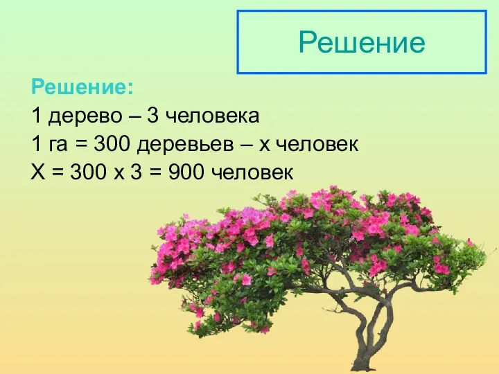 Решение Решение: 1 дерево – 3 человека 1 га = 300 деревьев