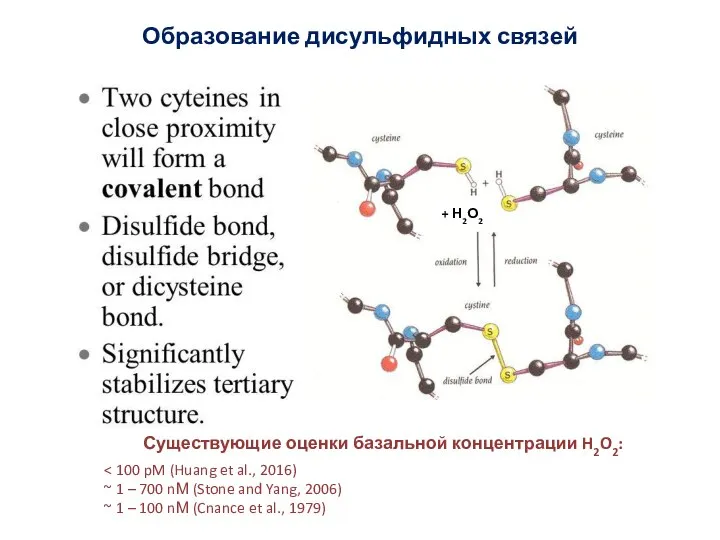 Роль АФК (reactive oxygen species, ROS) Образование дисульфидных связей + Н2О2 Существующие