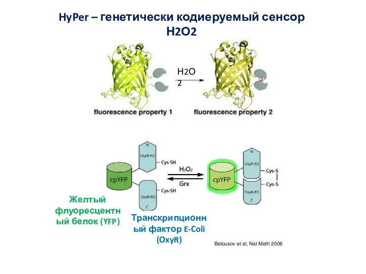 HyPer – генетически кодиеруемый сенсор Н2О2