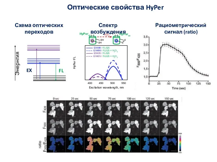Оптические свойства HyPer Спектр возбуждения Рациометрический сигнал (ratio) Схема оптических переходов