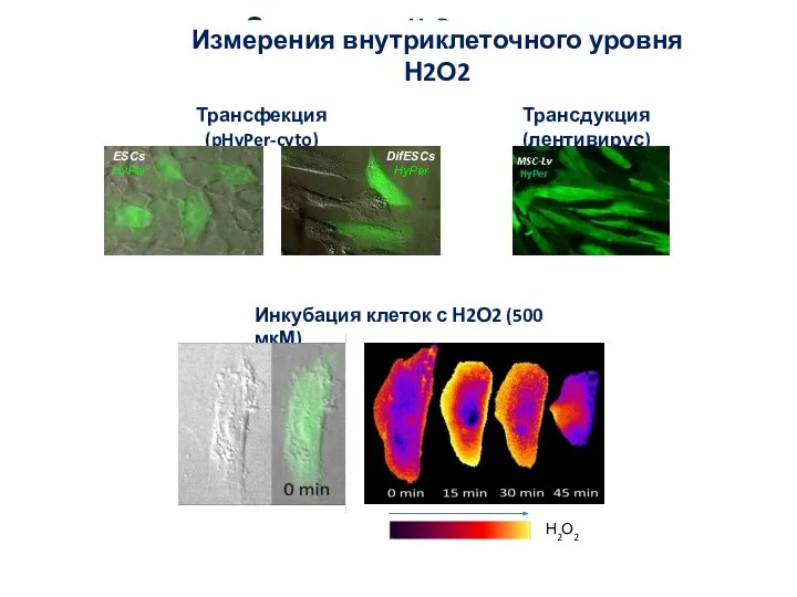 Экспрессия HyPer в клетках Трансфекция (pHyPer-cyto) Трансдукция (лентивирус) Инкубация клеток с Н2О2