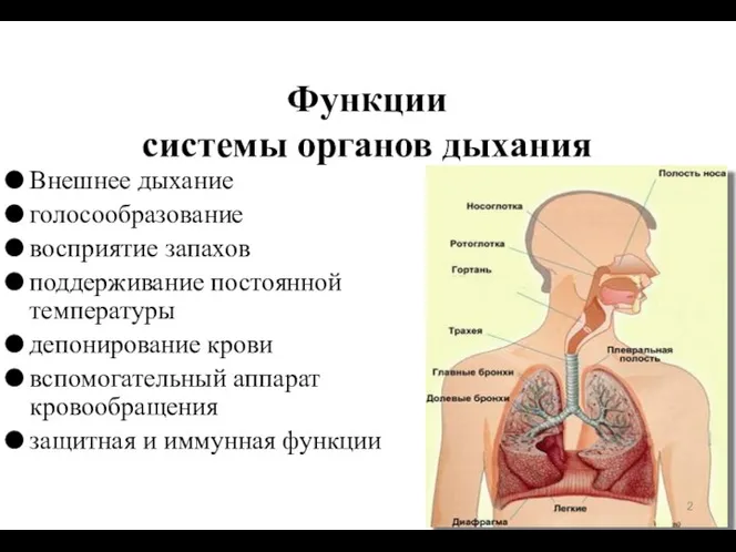 Функции системы органов дыхания Внешнее дыхание голосообразование восприятие запахов поддерживание постоянной температуры