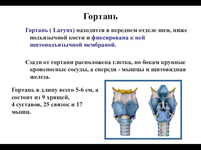 Гортань ( Larynx) находится в переднем отделе шеи, ниже подъязычной кости и