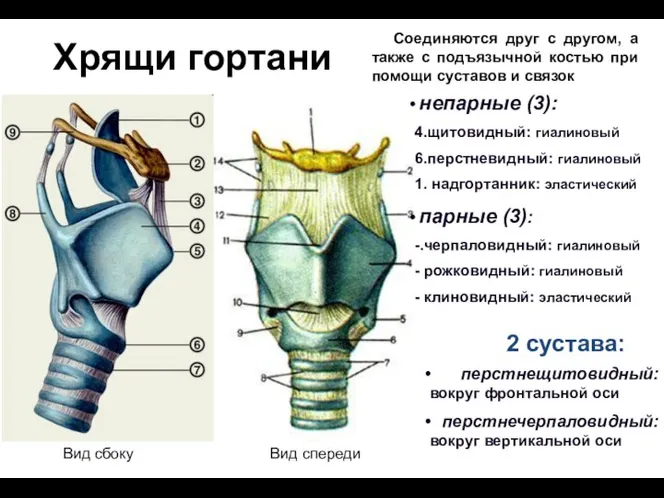 Хрящи гортани непарные (3): 4.щитовидный: гиалиновый 6.перстневидный: гиалиновый 1. надгортанник: эластический парные