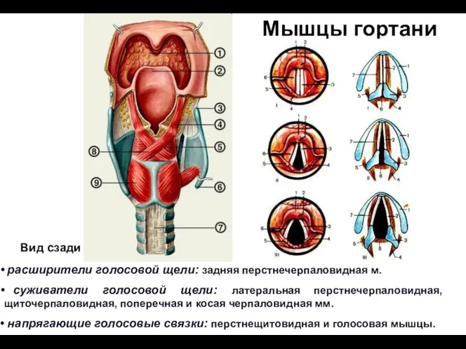 Мышцы гортани Вид сзади расширители голосовой щели: задняя перстнечерпаловидная м. суживатели голосовой