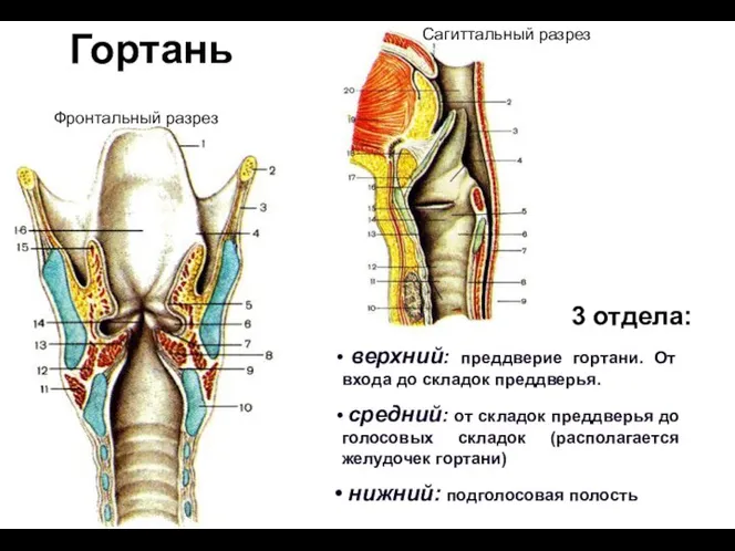 Гортань верхний: преддверие гортани. От входа до складок преддверья. средний: от складок