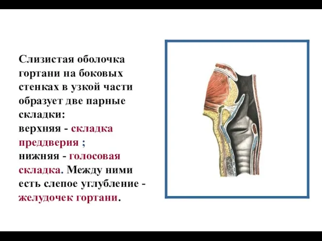 Слизистая оболочка гортани на боковых стенках в узкой части образует две парные