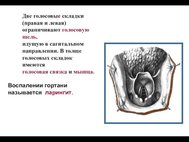 Две голосовые складки (правая и левая) ограничивают голосовую щель, идущую в сагитальном