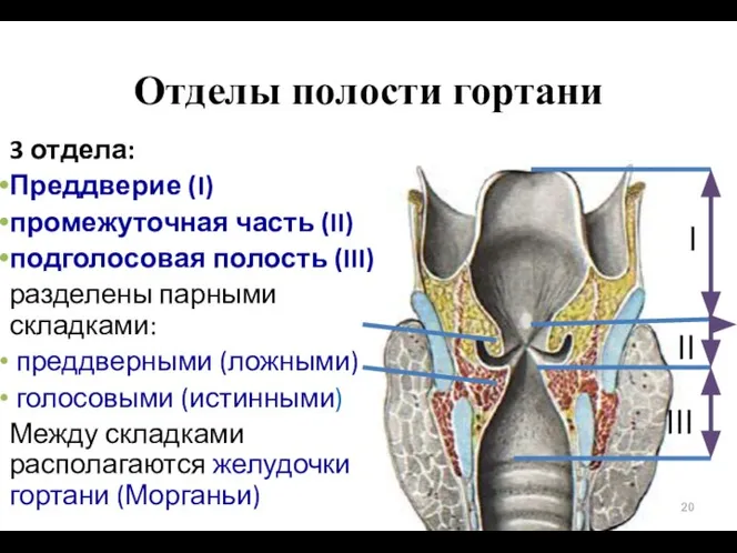 Отделы полости гортани 3 отдела: Преддверие (I) промежуточная часть (II) подголосовая полость