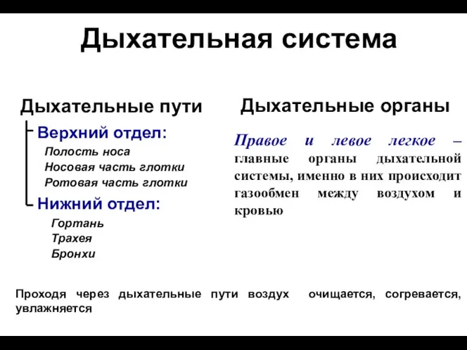 Дыхательная система Верхний отдел: Дыхательные пути Полость носа Правое и левое легкое