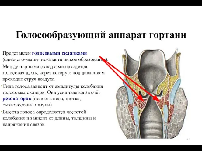 Голосообразующий аппарат гортани Представлен голосовыми складками (слизисто-мышечно-эластическое образование). Между парными складками находится