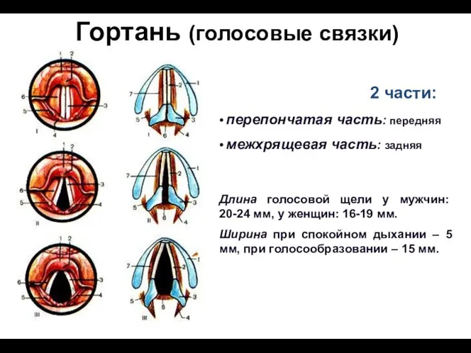 Гортань (голосовые связки) перепончатая часть: передняя межхрящевая часть: задняя 2 части: Длина