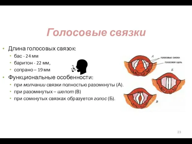 Голосовые связки Длина голосовых связок: бас - 24 мм баритон - 22