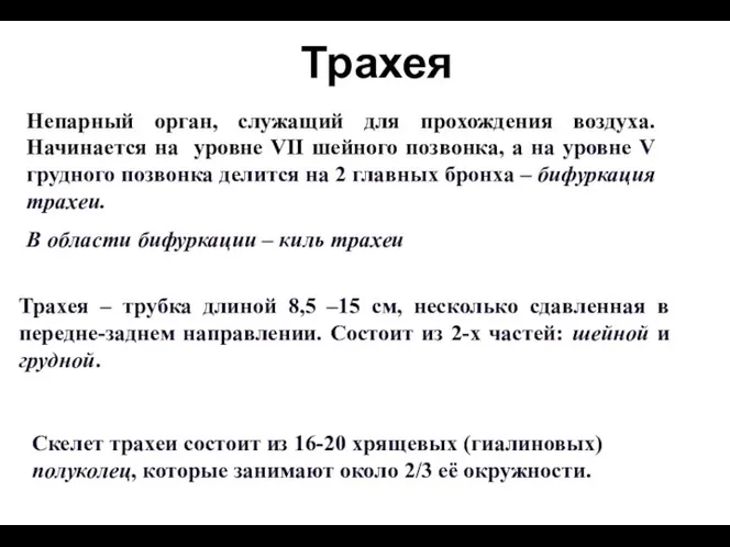 Трахея Непарный орган, служащий для прохождения воздуха. Начинается на уровне VII шейного