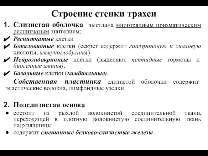 Строение стенки трахеи Слизистая оболочка выстлана многорядным призматическим реснитчатым эпителием: Реснитчатые клетки