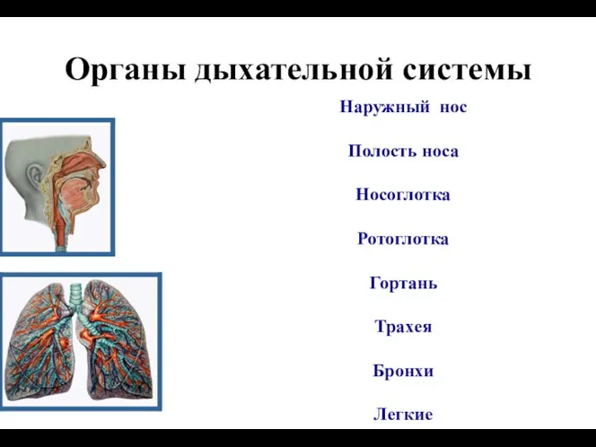 Органы дыхательной системы Наружный нос Полость носа Носоглотка Ротоглотка Гортань Трахея Бронхи Легкие