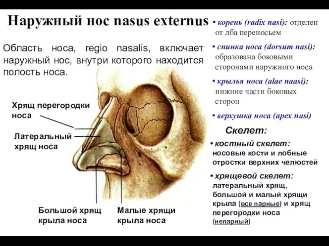 Наружный нос nasus externus Хрящ перегородки носа Латеральный хрящ носа Большой хрящ