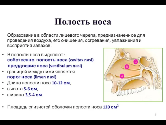 Полость носа Образование в области лицевого черепа, предназначенное для проведения воздуха, его