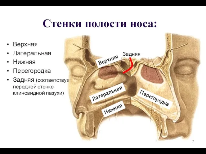 Стенки полости носа: Верхняя Латеральная Нижняя Перегородка Задняя (соответствует передней стенке клиновидной