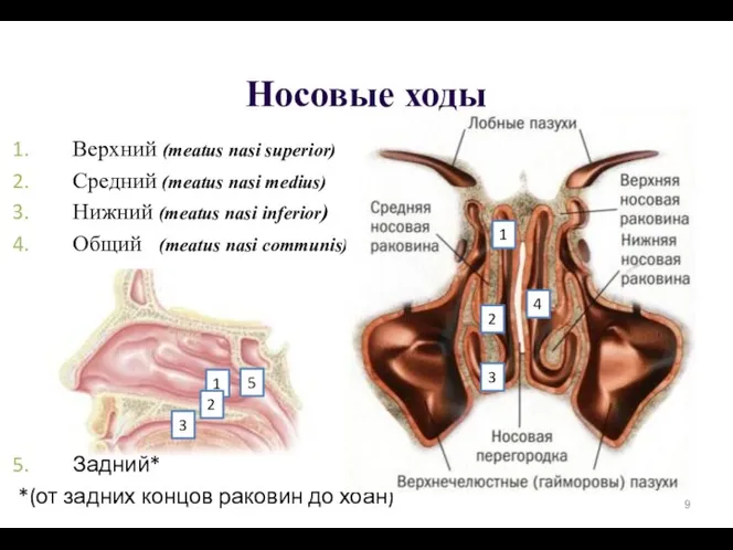 Верхний (meatus nasi superior) Средний (meatus nasi medius) Нижний (meatus nasi inferior)