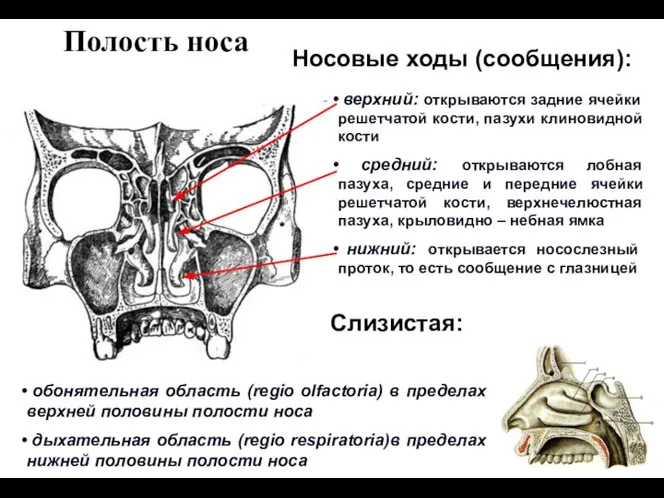 Полость носа верхний: открываются задние ячейки решетчатой кости, пазухи клиновидной кости средний: