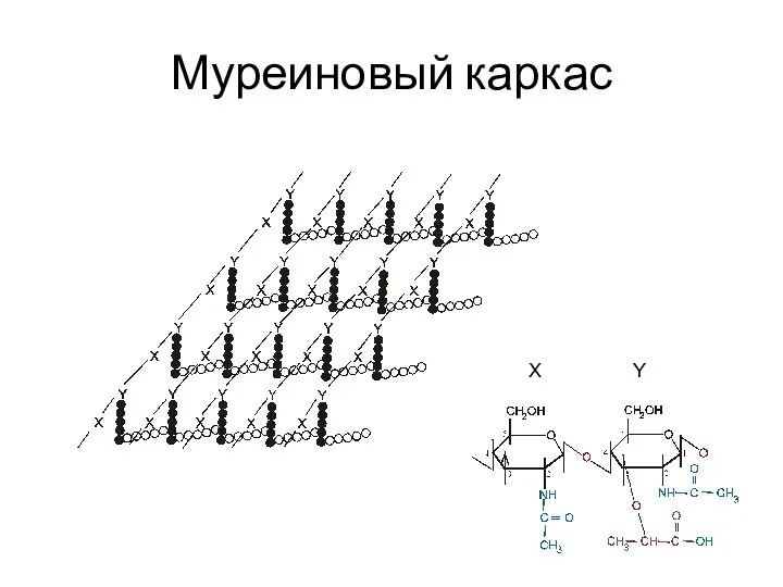 Муреиновый каркас Х Y