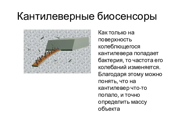 Кантилеверные биосенсоры Как только на поверхность колеблющегося кантилевера попадает бактерия, то частота