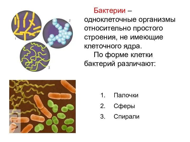 Бактерии – одноклеточные организмы относительно простого строения, не имеющие клеточного ядра. По