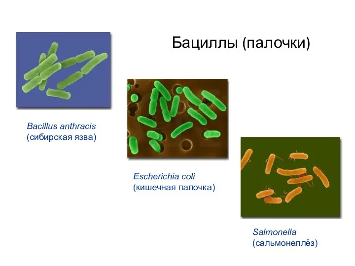 Бациллы (палочки) Bacillus anthraсis (сибирская язва) Salmonella (сальмонеллёз) Escherichia coli (кишечная палочка)
