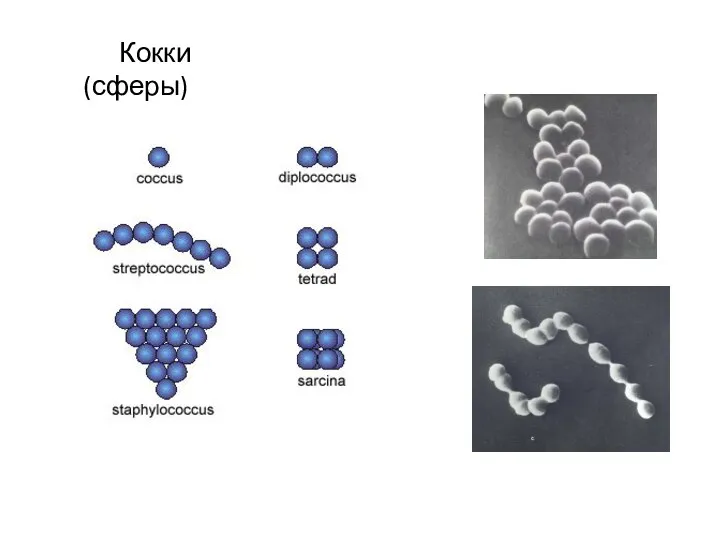 Кокки (сферы)