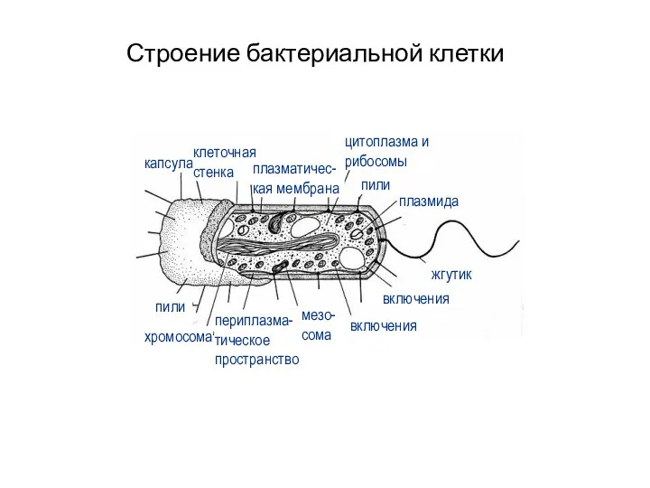 Строение бактериальной клетки капсула жгутик хромосома пили периплазма-тическое пространство периплазма-тическое пространство плазмида