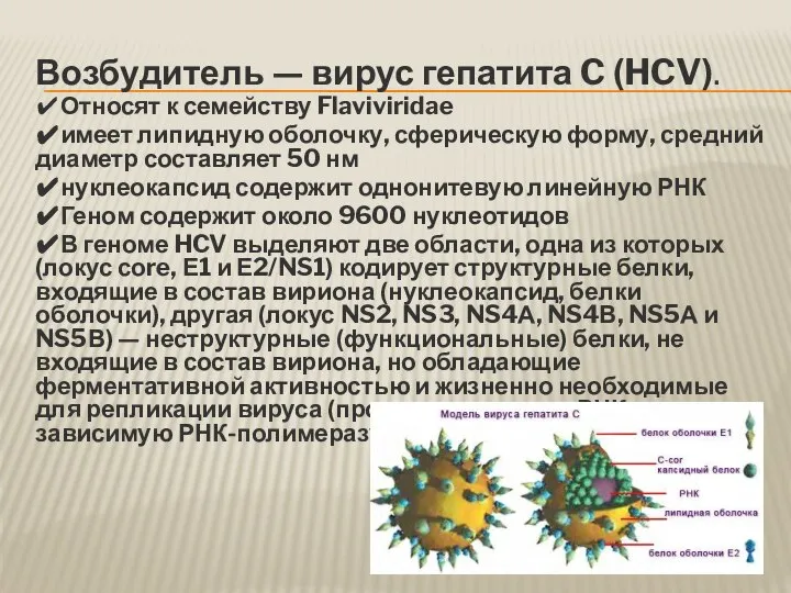 Возбудитель — вирус гепатита C (HCV). ✔Относят к семейству Flaviviridae ✔имеет липидную