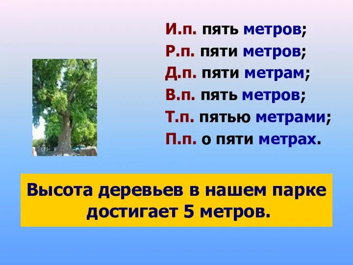 Высота деревьев в нашем парке достигает 5 метров. И.п. пять метров; Р.п.