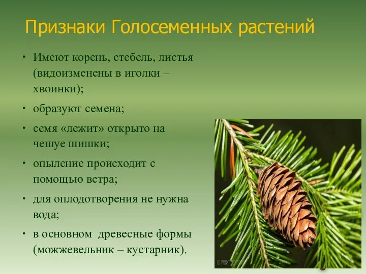 Имеют корень, стебель, листья (видоизменены в иголки – хвоинки); образуют семена; семя