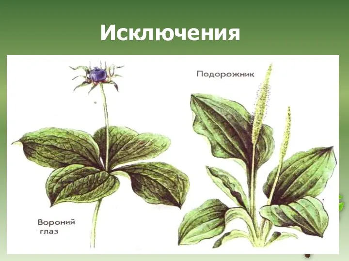 Подорожник – двудольное растение дуговое жилкование Вороний глаз – однодольное растение сетчатое жилкование Исключения