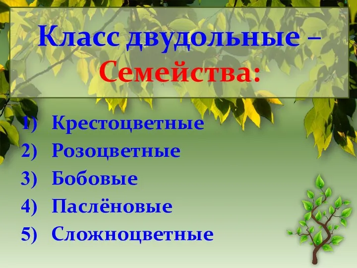 Класс двудольные – Семейства: Крестоцветные Розоцветные Бобовые Паслёновые Сложноцветные