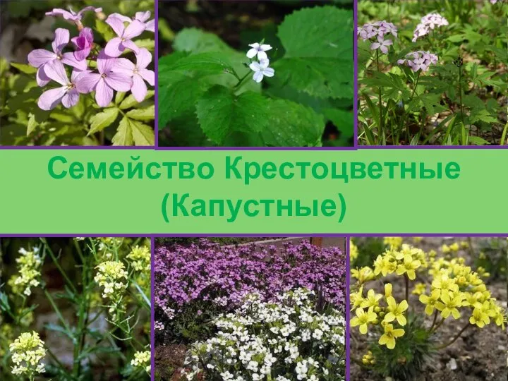 Семейство Крестоцветные (Капустные)