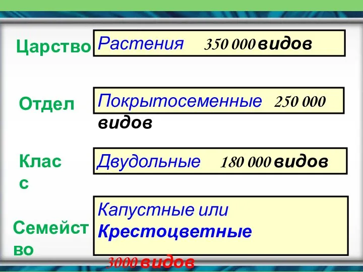 Царство Отдел Класс Семейство Растения 350 000 видов Покрытосеменные 250 000 видов