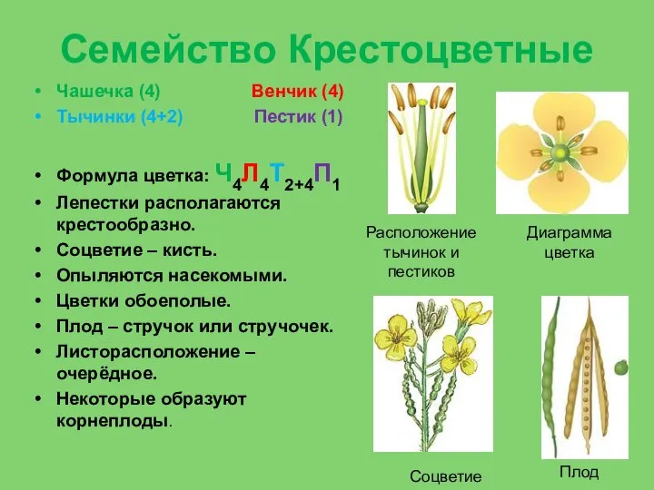 Семейство Крестоцветные Чашечка (4) Венчик (4) Тычинки (4+2) Пестик (1) Формула цветка: