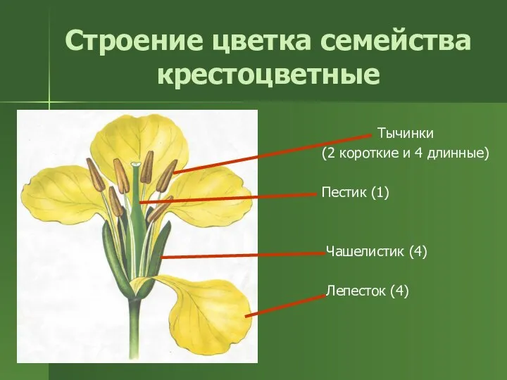 Строение цветка семейства крестоцветные Тычинки (2 короткие и 4 длинные) Пестик (1) Чашелистик (4) Лепесток (4)