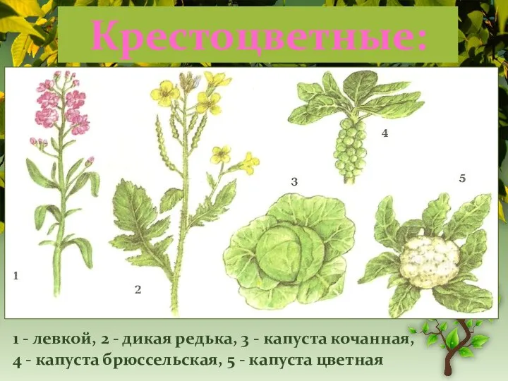 Крестоцветные: 1 - левкой, 2 - дикая редька, 3 - капуста кочанная,