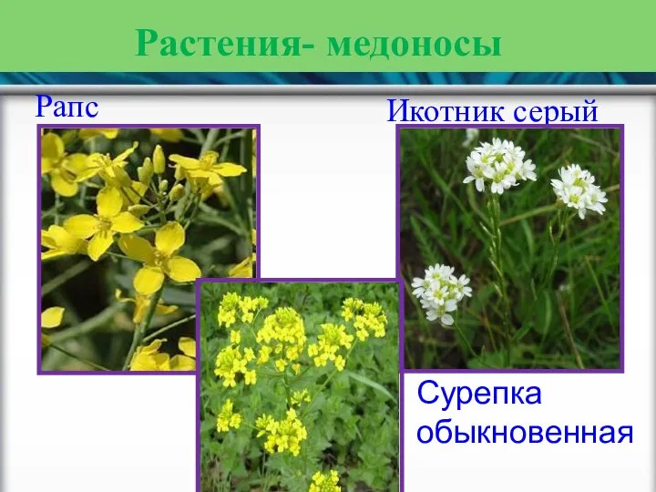 Растения- медоносы Рапс Икотник серый Сурепка обыкновенная