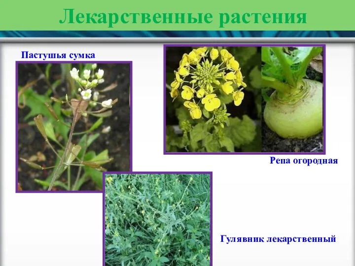 Лекарственные растения Пастушья сумка Репа огородная Гулявник лекарственный