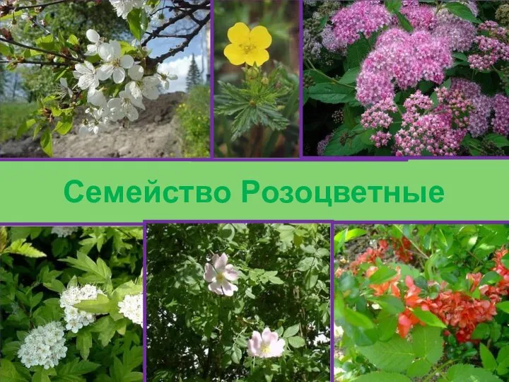 Семейство Розоцветные