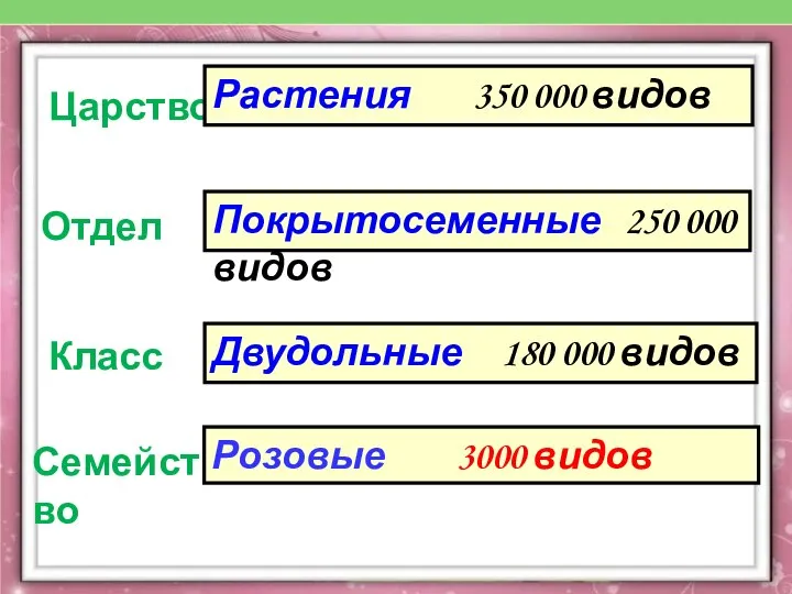 Царство Отдел Класс Семейство Растения 350 000 видов Покрытосеменные 250 000 видов